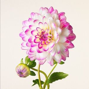 Meet your Posher, Marisol